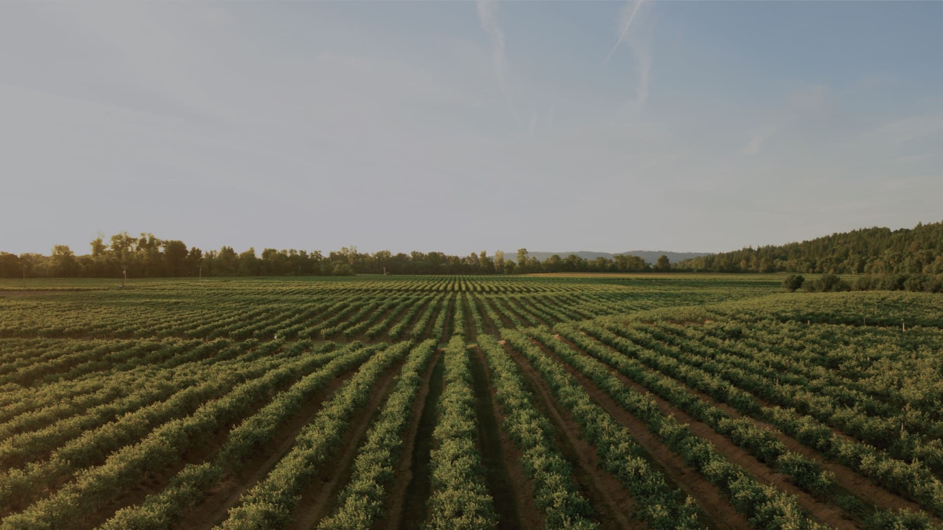 Rows of lush green crops in a sprawling field under a clear blue sky, bordered by a line of trees with distant hills in the background. 124 on Queen Hotel and Spa | Hotel & Spa Niagara-on-the-lake | 1 (855) 988-4552