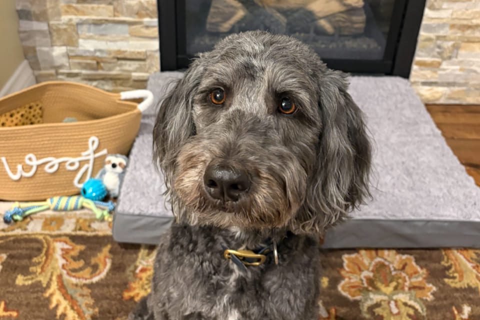 A gray and black curly-haired dog sits on a patterned rug in front of a gray dog bed, with a basket of toys labeled woof and a stone fireplace in the background. 124 on Queen Hotel and Spa | Hotel & Spa Niagara-on-the-lake | 1 (855) 988-4552