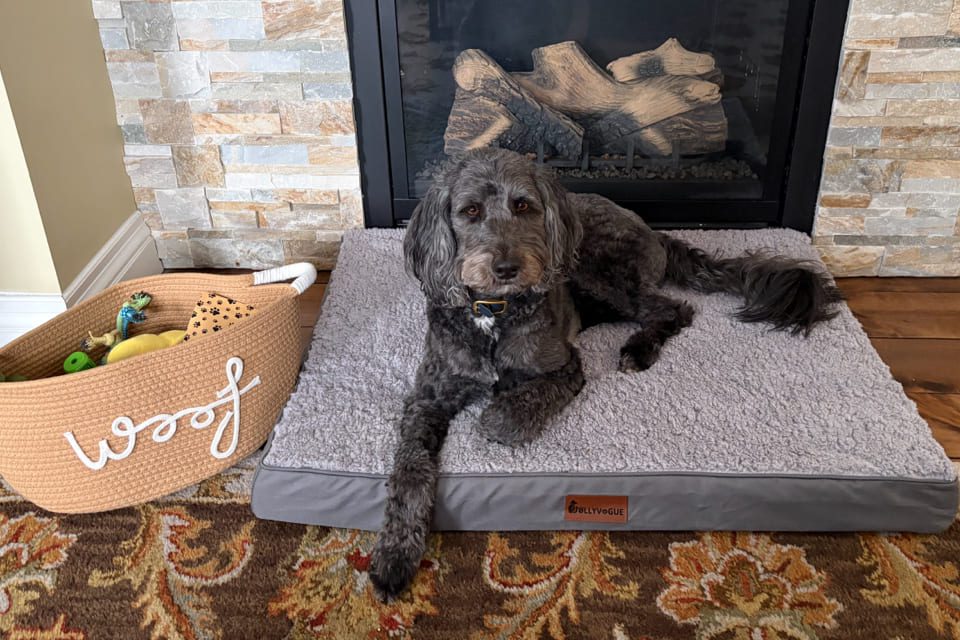 A curly-haired black dog lies on a gray pet bed in front of a fireplace. Beside the bed is a woven basket labeled Woof, filled with dog toys. The scene is cozy and homey with a stone fireplace and rug. 124 on Queen Hotel and Spa | Hotel & Spa Niagara-on-the-lake | 1 (855) 988-4552
