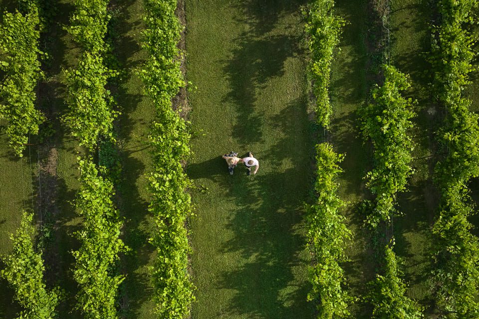 Aerial view of two people in hats standing between rows of green vineyard plants on a grassy field, sunlight casting shadows from the vines. 124 on Queen Hotel and Spa | Hotel & Spa Niagara-on-the-lake | 1 (855) 988-4552