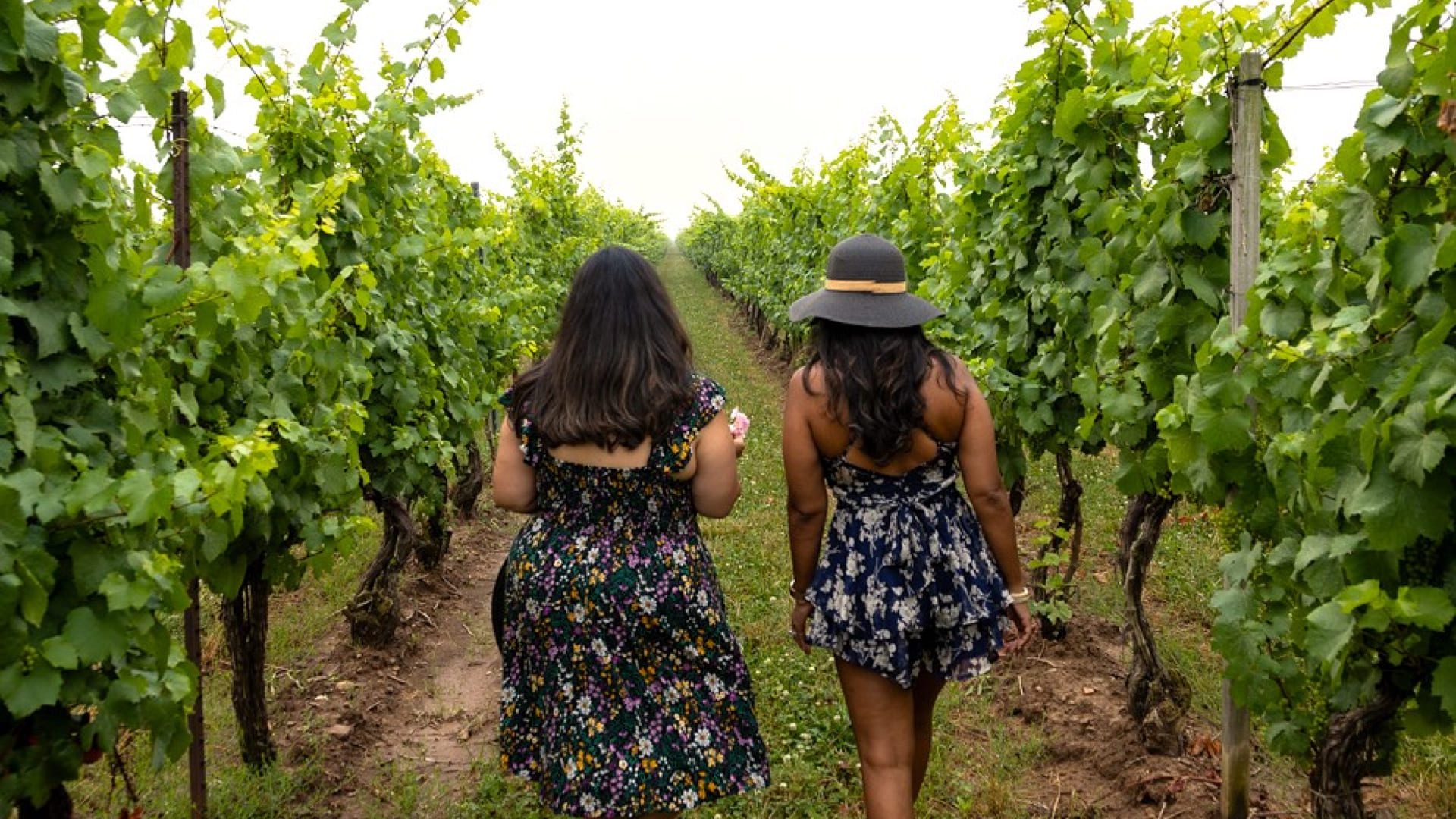 Two women in summer dresses walk between rows of green grapevines in a vineyard, seen from behind on a cloudy day. 124 on Queen Hotel and Spa | Hotel & Spa Niagara-on-the-lake | 1 (855) 988-4552